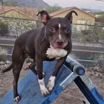 adopt-pet