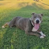 adopt-pet