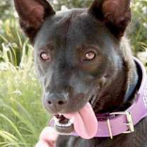 Thumbnail photo of Molly #1