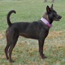 Thumbnail photo of Molly #2