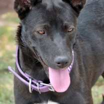 Thumbnail photo of Molly #3