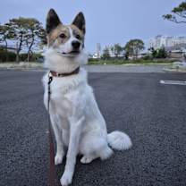 adopt-pet