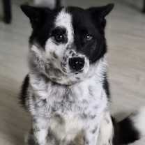 adopt-pet