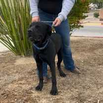 adopt-pet