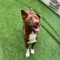 adopt-pet