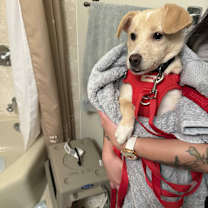 adopt-pet