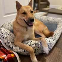 adopt-pet