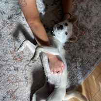adopt-pet