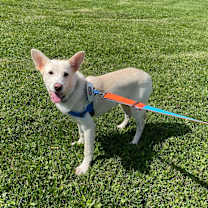 adopt-pet