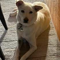 adopt-pet