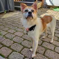 adopt-pet