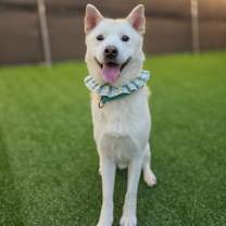 adopt-pet