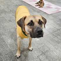 adopt-pet