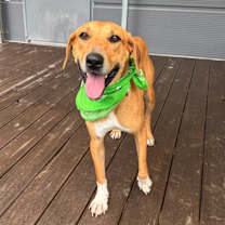 adopt-pet