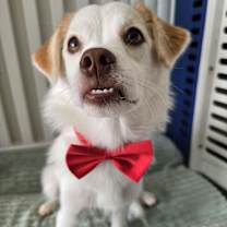adopt-pet