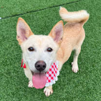 adopt-pet