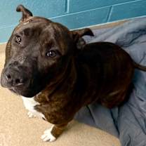 Thumbnail photo of Ledo #1