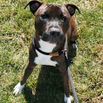 Thumbnail photo of Ledo #2