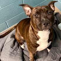 Thumbnail photo of Ledo #4