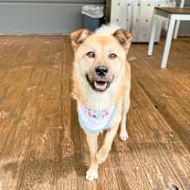 adopt-pet