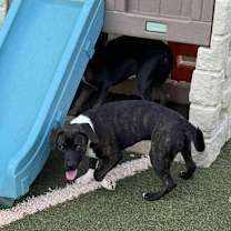 Thumbnail photo of Bruno #2