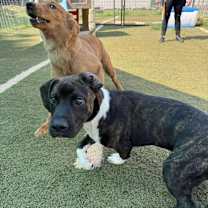 Thumbnail photo of Bruno #3