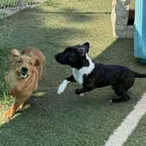 Thumbnail photo of Bruno #4