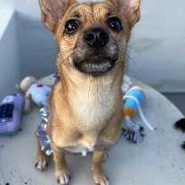 adopt-pet