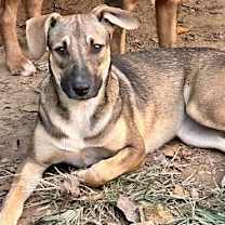 Thumbnail photo of Jade #1