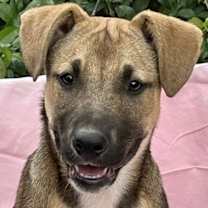 Thumbnail photo of Jade #3