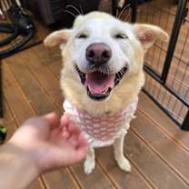 adopt-pet
