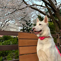 Thumbnail photo of Pinko #1