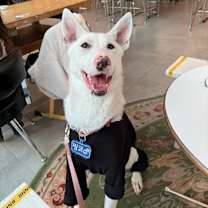 Thumbnail photo of Pinko #2