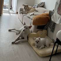 Thumbnail photo of Pinko #4