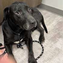 Thumbnail photo of Sam #1