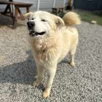 Thumbnail photo of Cloud #3