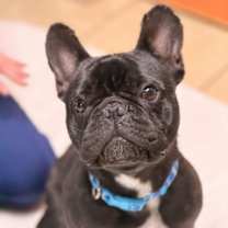 Thumbnail photo of Arlo #1