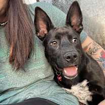 adopt a pet