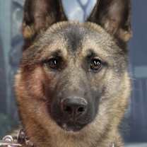 Thumbnail photo of KAYO #2