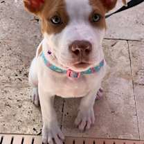 Thumbnail photo of Ivy #4