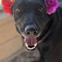 Thumbnail photo of Keke #1