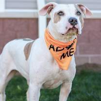 Thumbnail photo of Goldfish #1