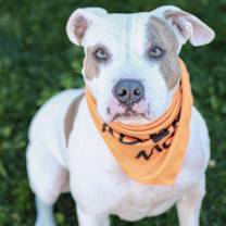 Thumbnail photo of Goldfish #3