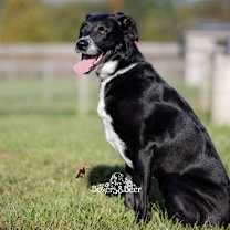 Thumbnail photo of Pip #1