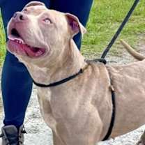 Thumbnail photo of Vanessa URGENT AT RISK‼️ #1