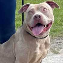 Thumbnail photo of Vanessa URGENT AT RISK‼️ #2