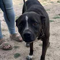 Thumbnail photo of MACY #4