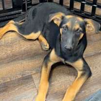 Thumbnail photo of Charli #1