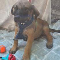 Thumbnail photo of Chester #3