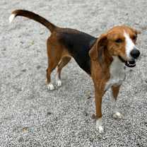 Thumbnail photo of Electra #2